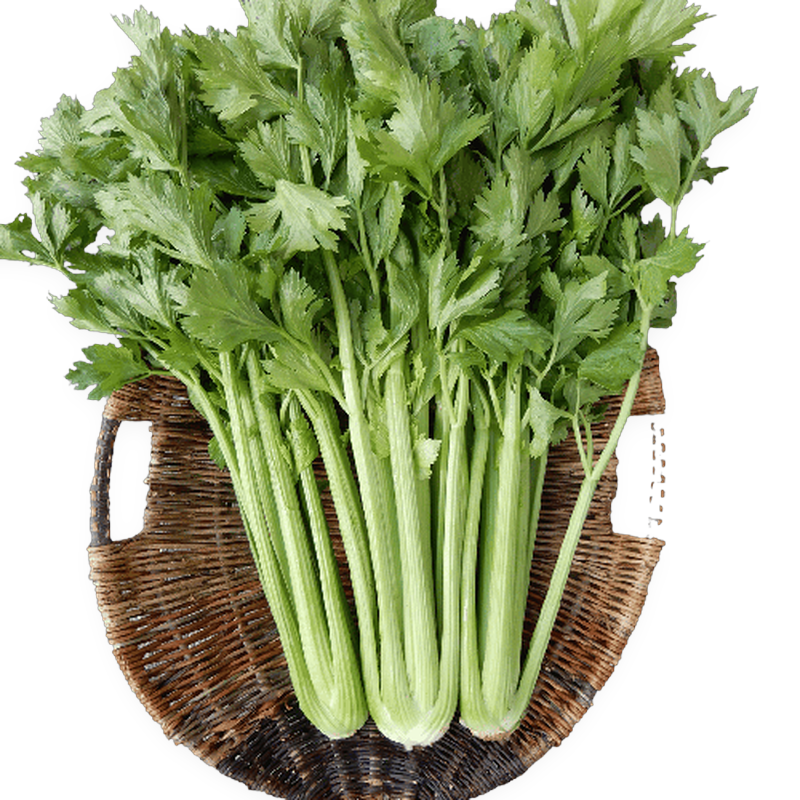 Celery