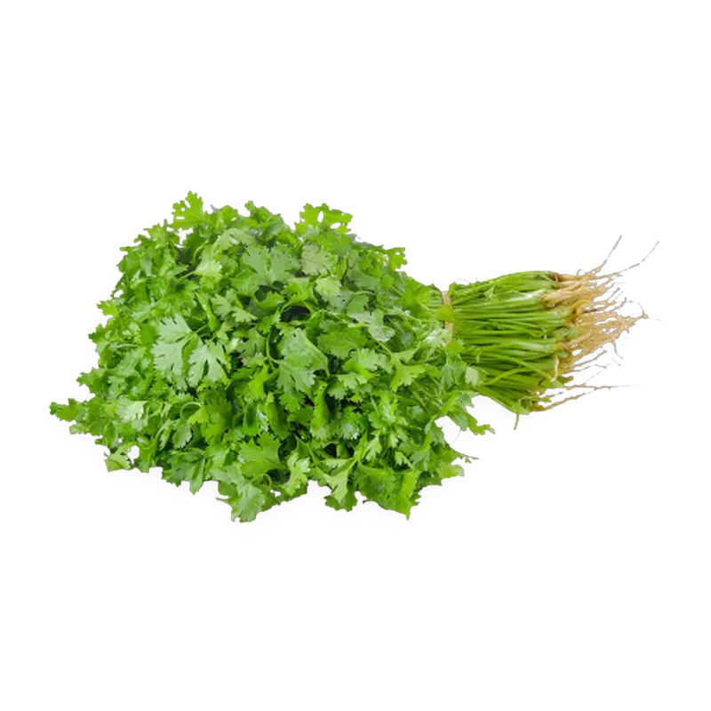 Cilantro