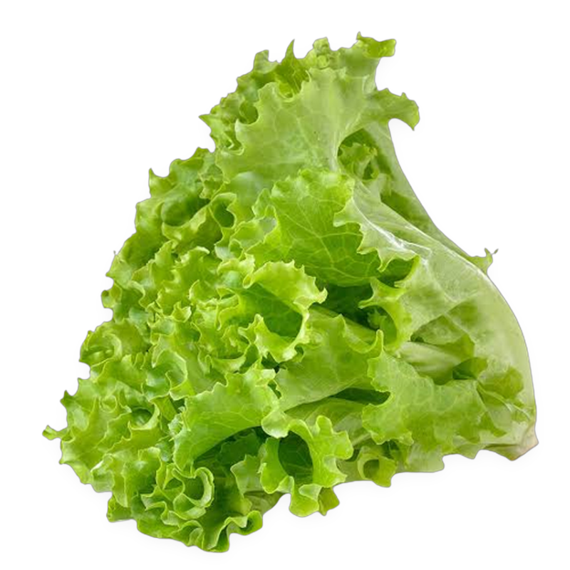 Lettuce