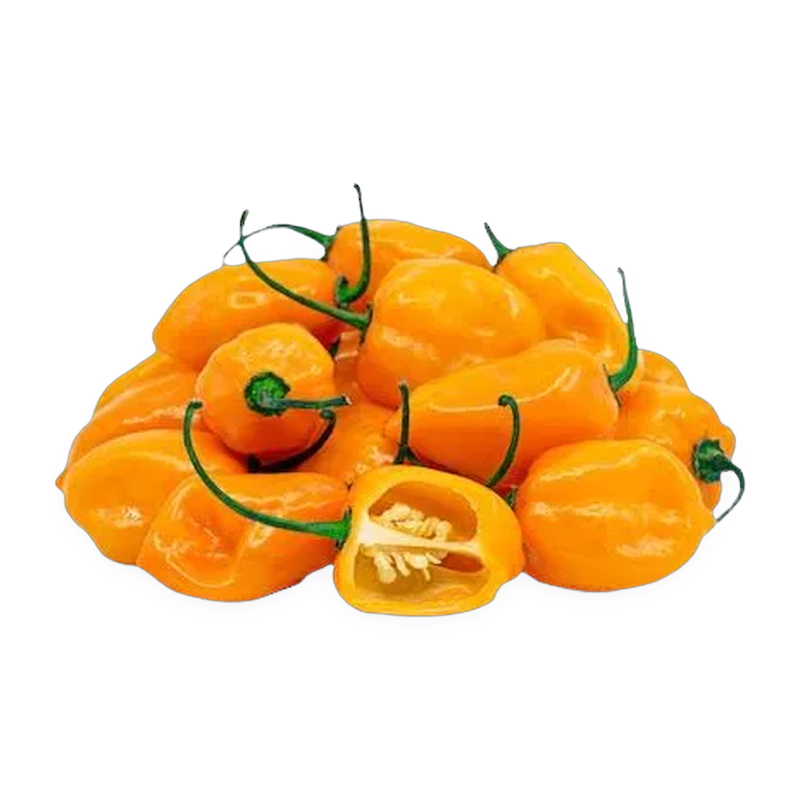 Yellow Habanero Pepper