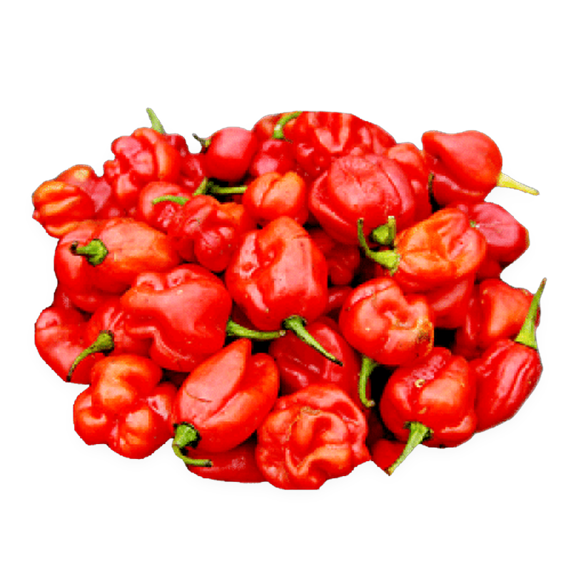 Red hot rodo  Pepper