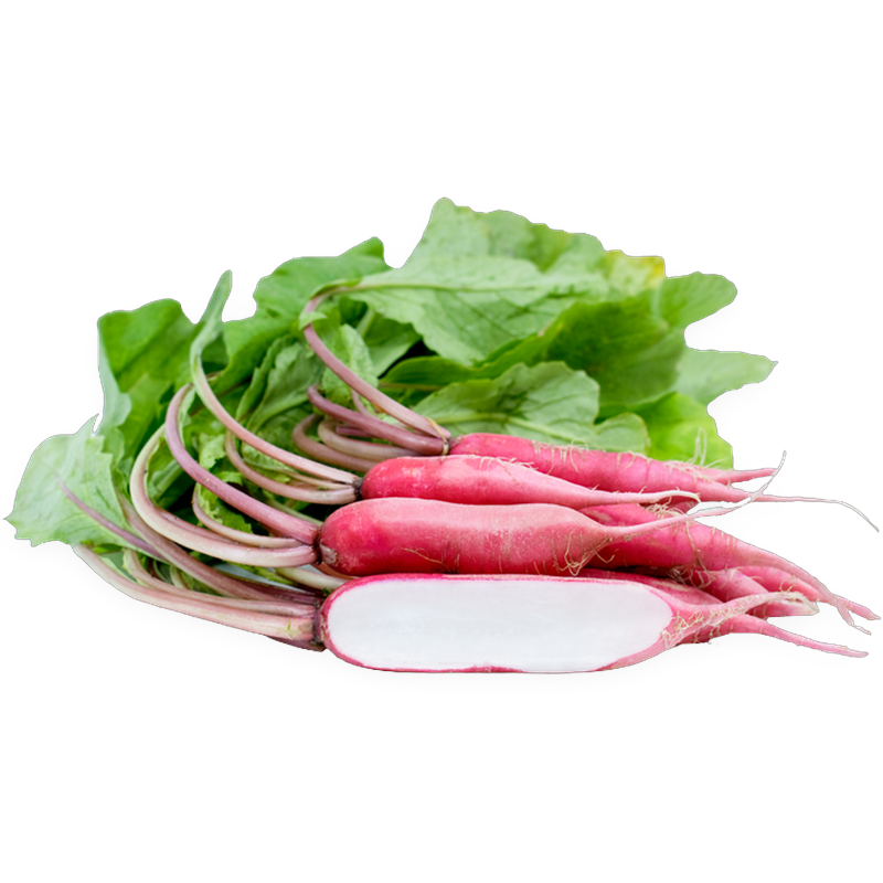 Radish