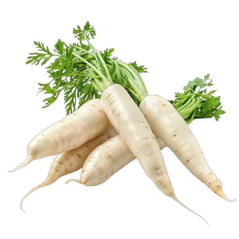 Daikon Radish
