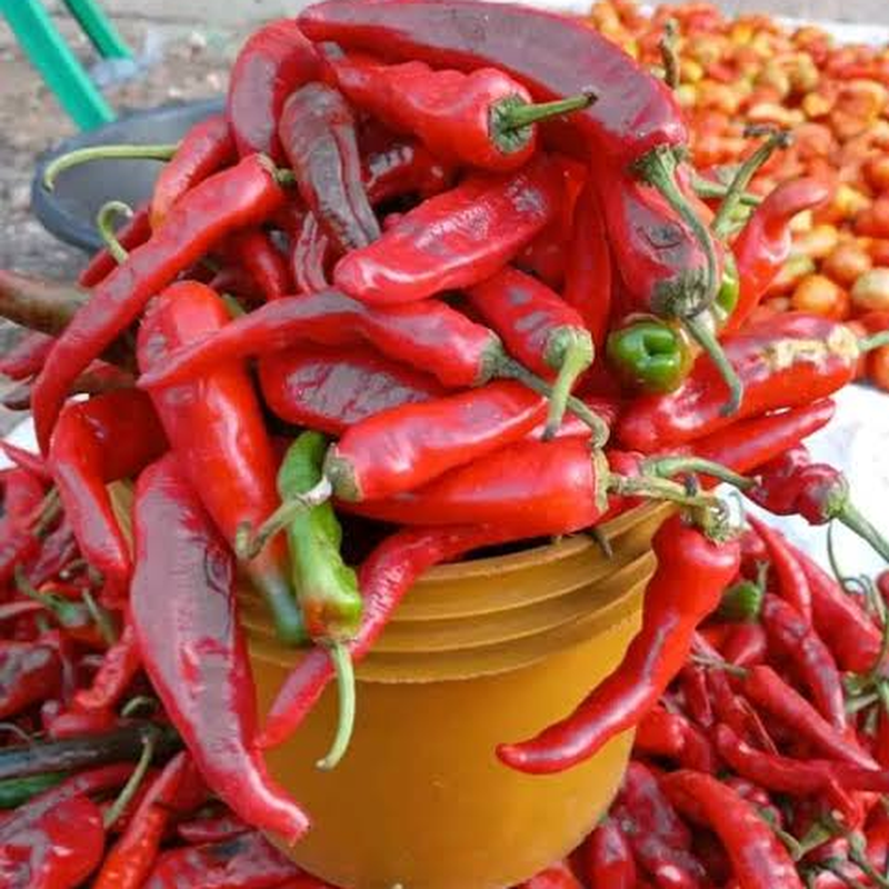 Shombo Pepper