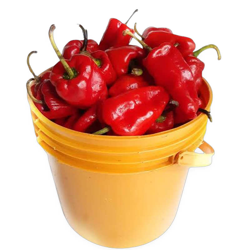 Tatashi Peppers