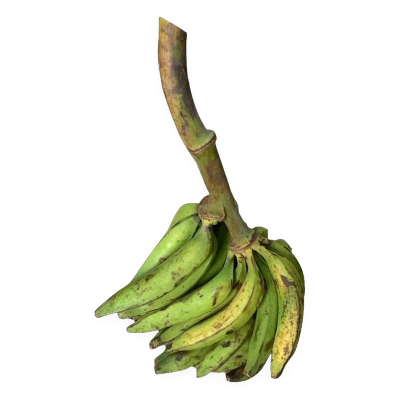 Green Plantain Bunch