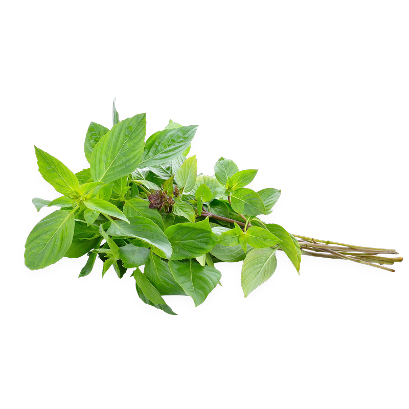 Fresh Basil leaves